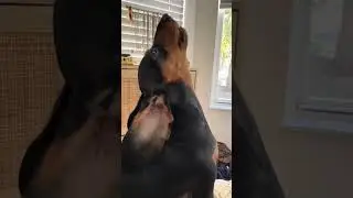 @marleytheween: beautiful weenie howls #dog #doglover
