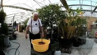 č. 163. Citroník ošetření