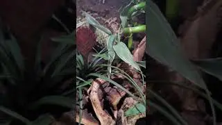 Custom Exotic Terrarium for Grey Tree Frog (4K)
