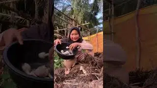 jamur sawit #adayinmylife #minivlog #bolang #masak #berkebun #petualangan