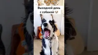 Мой день с собакой бордер колли #влог #деньссобакой #догблогер #окки #бордерколлиокки #дресировка