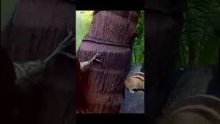 Woodpecker, Chipmunk, Woodpecker and Chipmunk Fight, Red Bird, Beautiful Bird, Beautiful