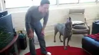Howling Contest