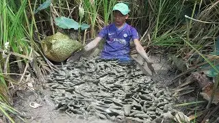Find Catfish In Dry Season Catching A Lot Of Fish By Hand | Unbelievable Catch A Lot Of Fish
