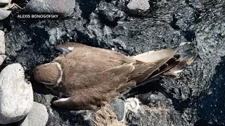 First wildlife death reported as result of Stillwater County train derailment