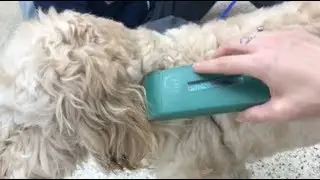 How to: Check a microchip
