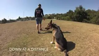 🐶Murrieta Ca. Dog Trainers / Murrieta Ca Dog Training 🦮