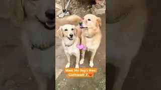 Meet My Dog's New Girlfriend! 🐶❤️ #shorts