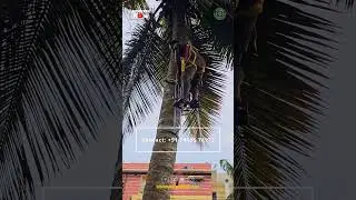 Simple and Easy Coconut Tree Climbing Tool