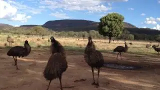 Emus of Australia