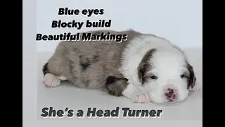 blue merle australian shepherds