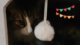 ASMR Cute Cat House Warming Party 😹 Cozy Cat Purrs And Best Tingles #asmr #cat #cozycat #catplaying