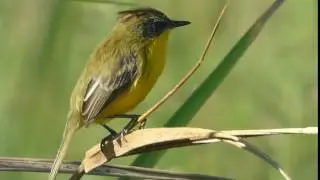 Tricolino (Pseudocolopteryx sclateri)
