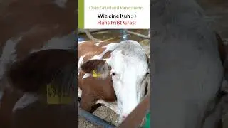 Wie eine Kuh! Hans fri&szlig;t Knaulgras, deutsches Weidelgras und Wiesenrispe! SO gut schmeckt es ihm!
