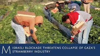 Israeli blockade threatens collapse of Gaza's strawberry industry