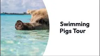 Treg Bahamas Tour Company #bahamas #bahamastourism #nassaubahamas #bahamasvacation #tour #atvtour