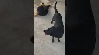 🐕🐩 Jino is mummy of Tolu, she has broken right leg of rear however she is able to walk like jumping