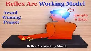 reflex arc working model science project for exhibition - biology project - diy | howtofunda