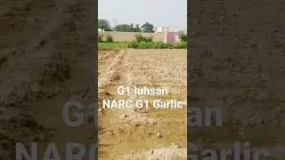 جی 1 لہسن کی زمین کی تیاری. G1 Garlic land preparation #garlic #g1 #shorts ##agriculture