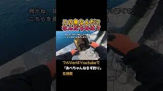 サクラマス？カラフトマス？&珍魚種？新魚種？　なんだちみは？