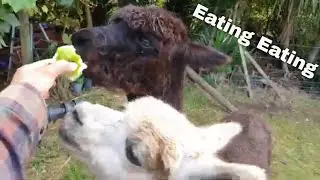 Funny Alpaca Eating Apple from Your Hand