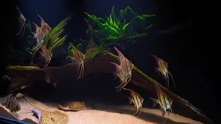 Pterophyllum altum 