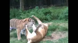 Liberty, lion and Tiger Lily - Unlikely Animal Friends - Noah's Ark Animal Sanctuary