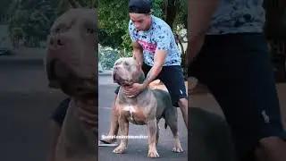 Boss lpk #pitmonster #bullyxl #brasil #pitbull #youtubeshorts #cachorro #dogs #pets #canil