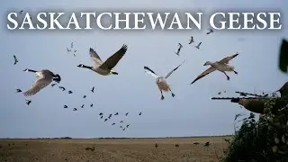 Большие стаи и выстрелы крупным планом | Охота на канадских казарок в Саскачеване с манками-убийцами