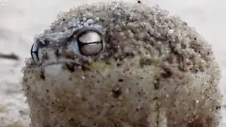 &ldquo;Ferocious&rdquo; Frog Sounds 