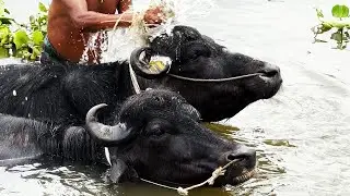 Cow Buffalo Bathing in River  | At Very Popular Village Cattle Market