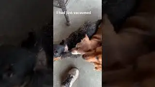 Dog mom struggles