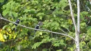 Jacamar &agrave; longue queue & Dynastor darius   011116rc