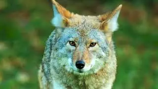 Coyote Juice and Coyote Urine