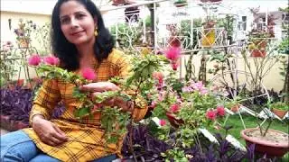 How to grow and care Powder Puff Plant