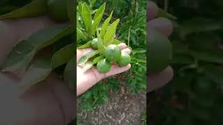 &aacute;rbol de lim&oacute;n persa una producci&oacute;n exagerada