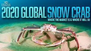 #3MMI - Global Snow Crab Market Update for Alaska, Canada, and Russia