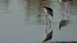 Black-winged Stilts feeding.