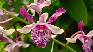 Juna Orchid sedang live sekarang!