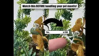 How to Handle/Hold a Praying Mantis! (tips before doing it)