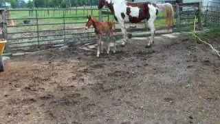 Sincere' and Ranger  ...FOR SALE...Mare reg SSHBEA.stud colt born MAY 12,2010GAITED