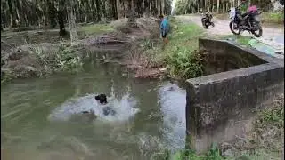 CERITA DI SORE HARI MANDY-MANDY DI SUNGAI#sawit 
