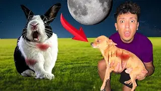 My Puppy Got ATTACKED By A RABIT!!