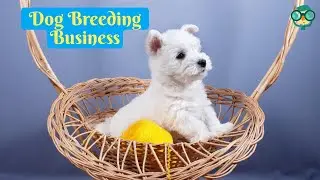 How to Start a Dog Breeding Business From Home? how to start a dog breeder business?