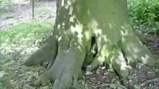 Kretzschmaria deusta  on large Beech