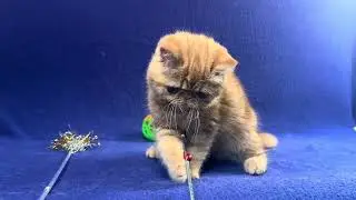 Exotic Shorthair Red Tabby Male kitten of Majestymeow!