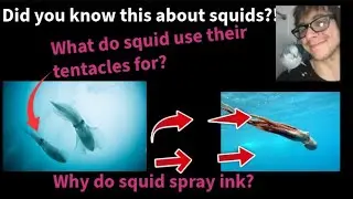 Did you know this about squid?! #fypシ #fypシ゚viral #interestingfacts #funfacts #squids #oceanlife #