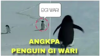 Viral Penguin explanation manipur #manipur 