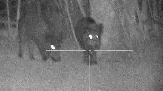 wild boar hunting with YUKON Photon RT 6X50