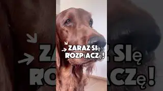 I jak uważasz dać temu psu kęsa?